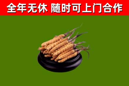 五常市烟酒回收冬虫夏草.jpg